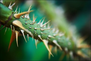 thorns_on_green
